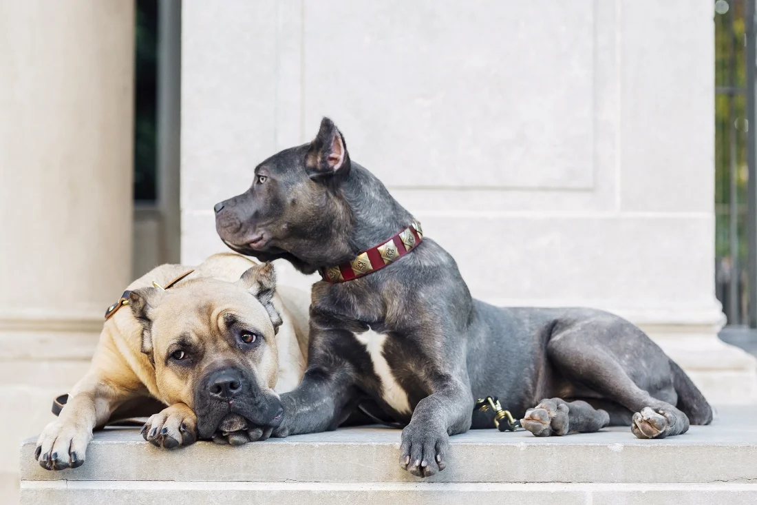 Layla and Bella in COLLIER collars and leads.