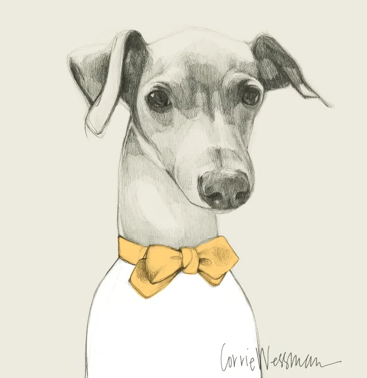 mrs sizzle corrie wessman.jpg