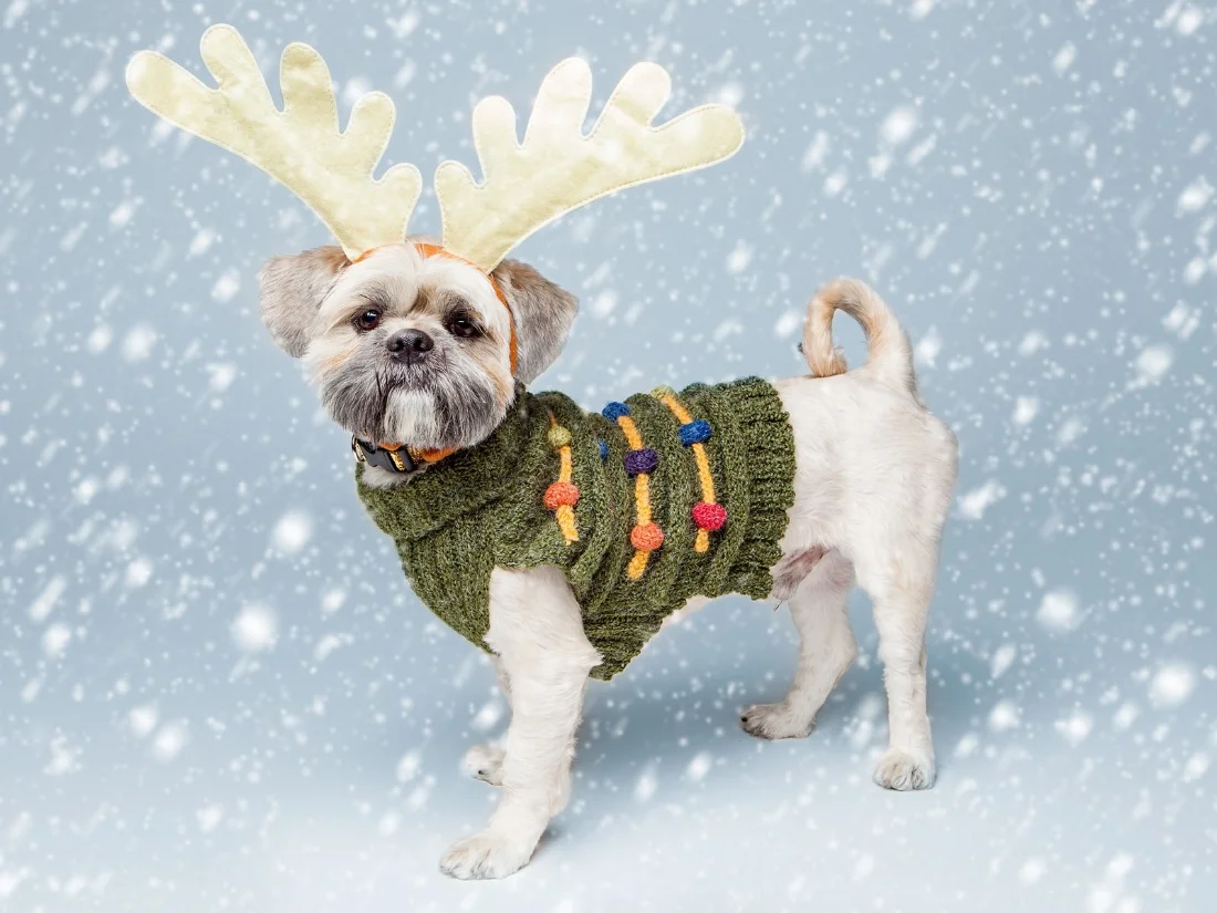 Barney in a DOG &amp; CO. Tree Sweater