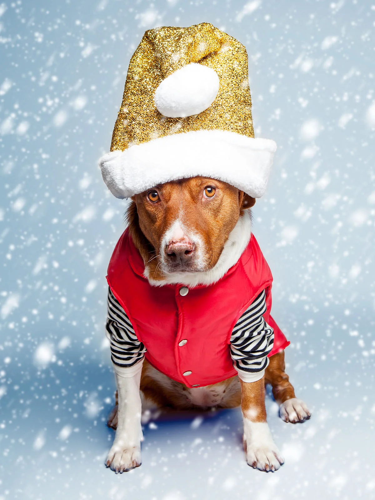 Abby&nbsp;in a Camp Cloon puffer jacket and a DOG &amp; CO. Cheeky Striped Pullover