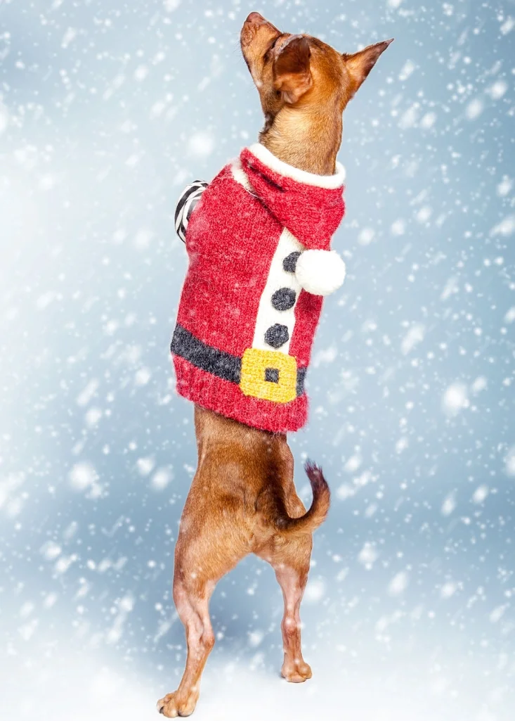 Linus&nbsp;&nbsp;in a DOG &amp; CO. Santa sweater