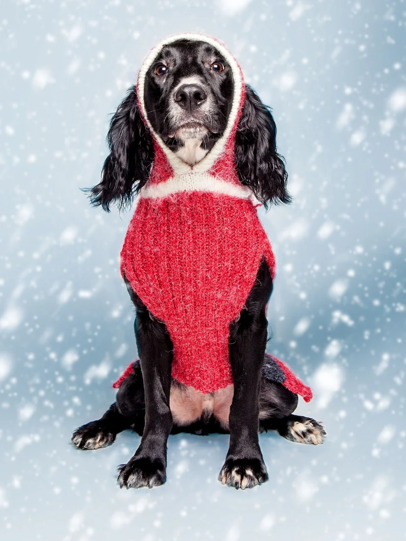 Lucky in a DOG &amp; CO.&nbsp;Santa Paws sweater