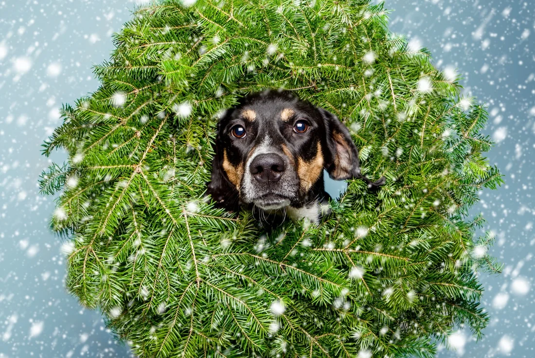 Eragon&nbsp;in a wreath, chic. &nbsp;&nbsp;Photos by Robert Stoetzel