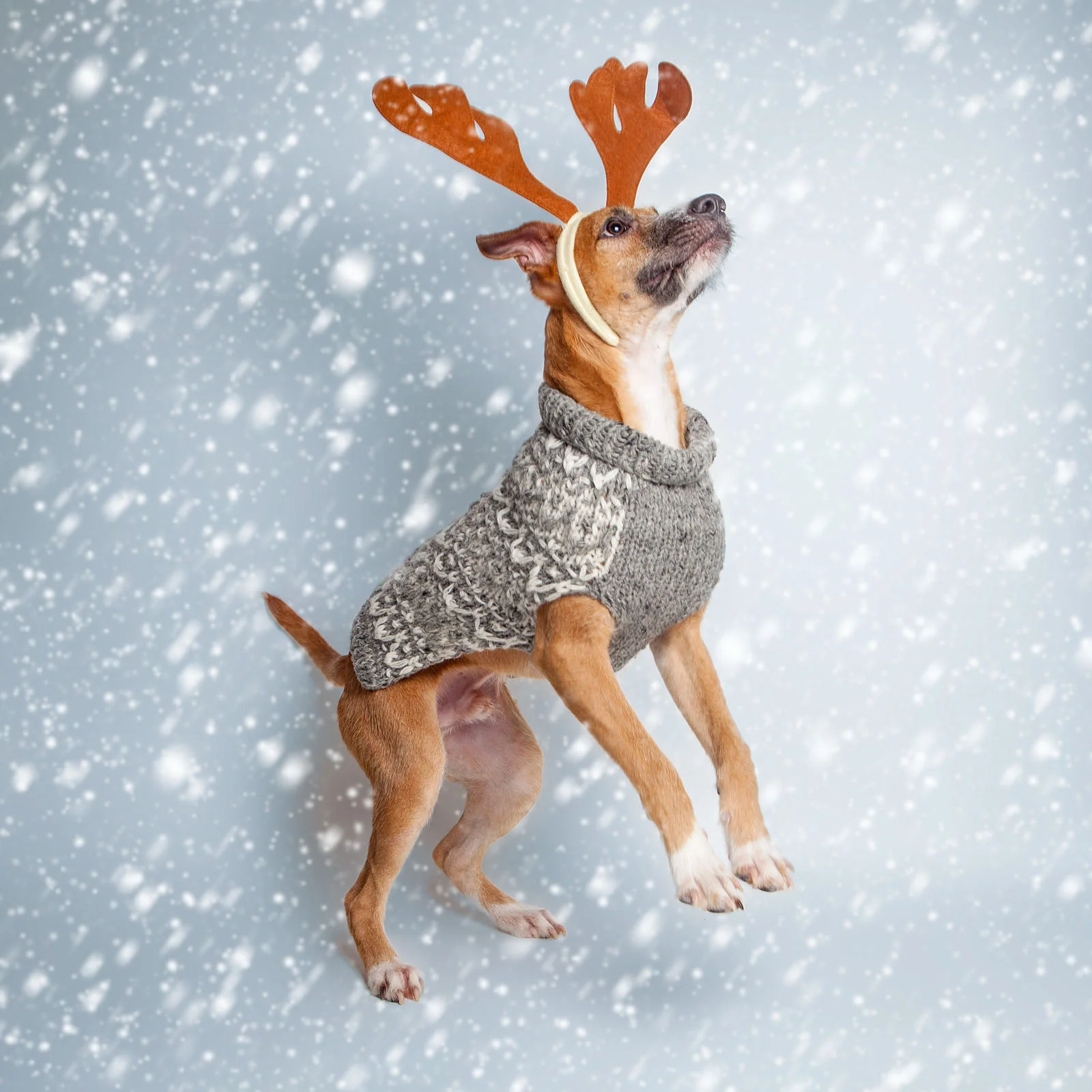Chewy&nbsp;in a Ware of the Dog sweater