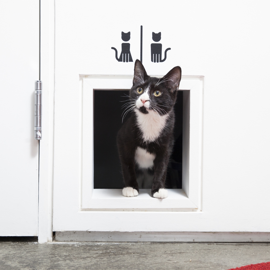 When the dog went away the cats came back out to play at Koneko cat cafe