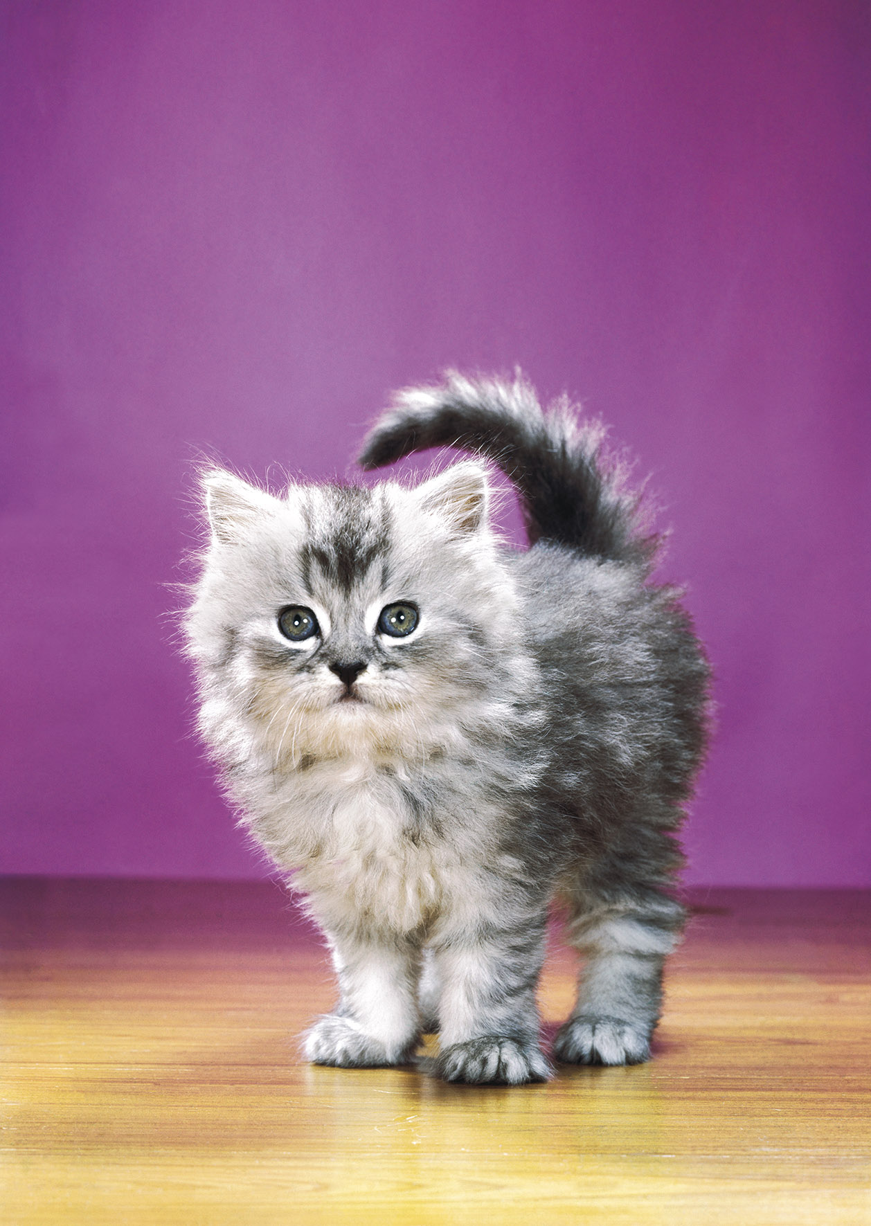 WALTER CHANDOHA is the Grandfather of cat photography