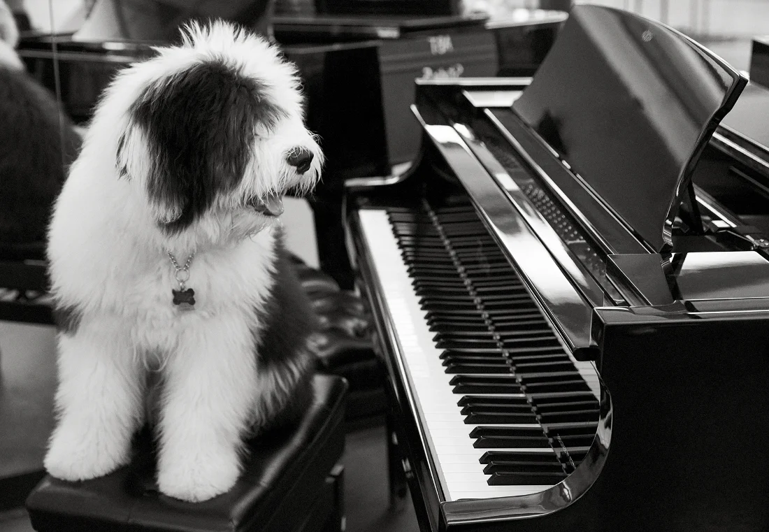Maestro Hudson