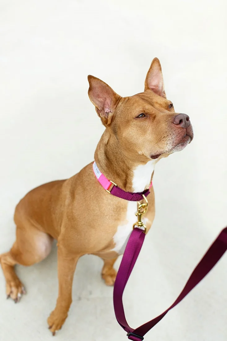 mrs sizzle austin dogs.jpg