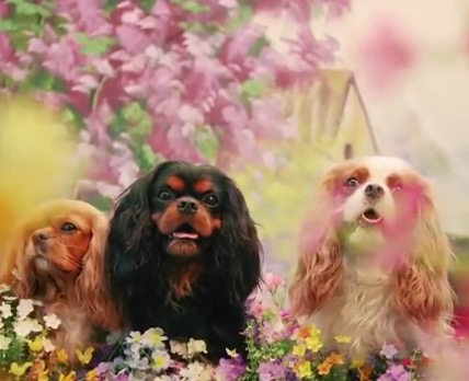 SH*T GIRLS SAY HAS GONE TO THE DOGS - and cats too