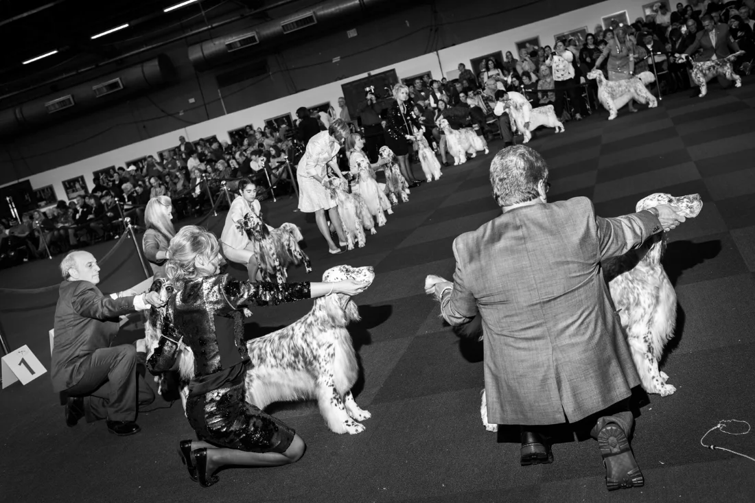 English Setters and handlers during a judge's review. Pier 94 during the 140th Westminster Kennel Club dog show in New York City.