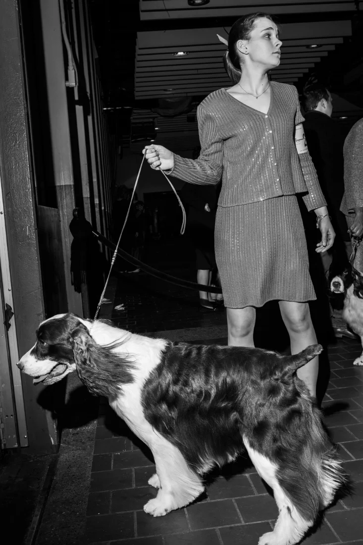 Connie Cox of Canton Michigan treats Jake, an English Springer Spaniel to a bit of fresh air before entering the rings of Pier 92 during the 140th Westminster Kennel Club dog show in New York City.