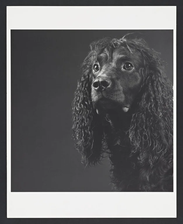 @ Robert Mapplethorpe Foundation . Used by permission.