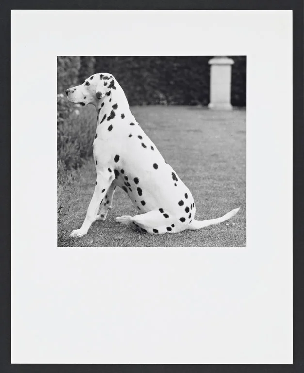 Dalmation @Robert Mapplethorpe Estate. Used by permission.