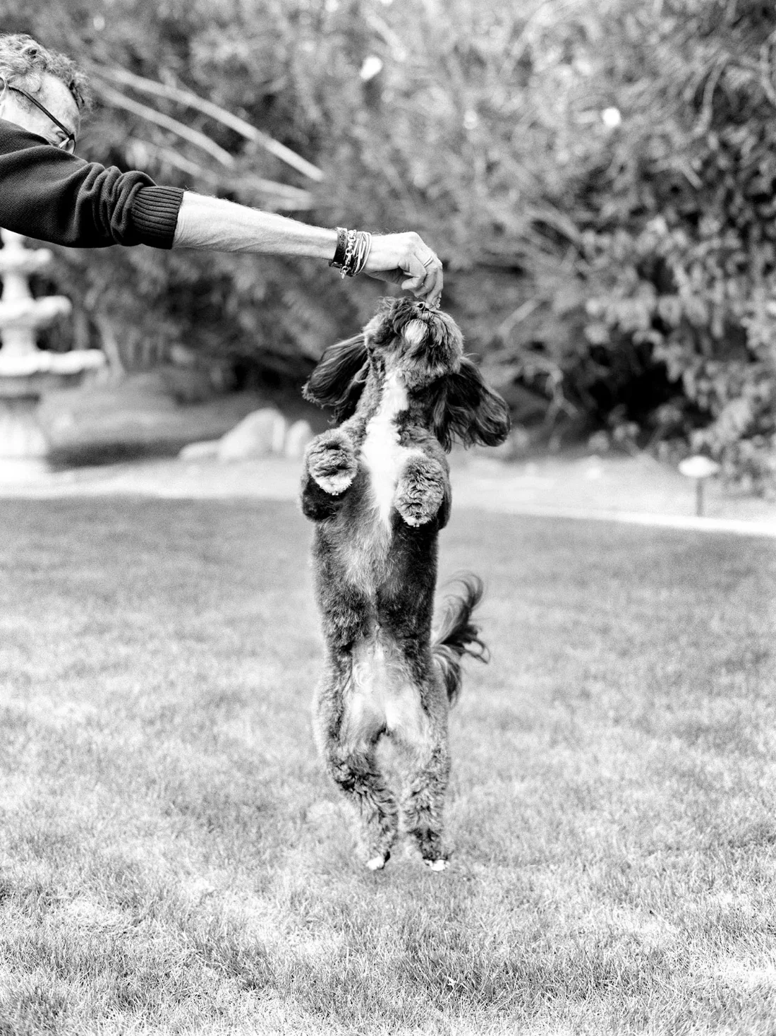 jesse friedland dog mrssizle.jpg