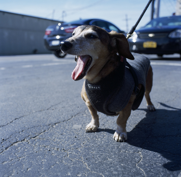 Slater the flying dachshund, a video by Luca Balser