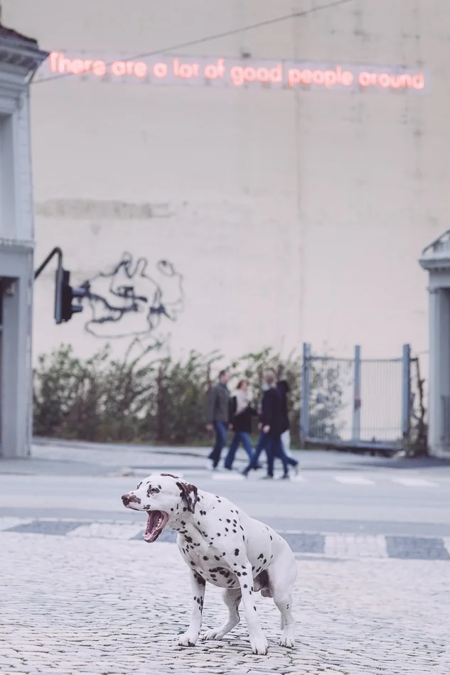 dogsbestman mrs sizzle.jpg