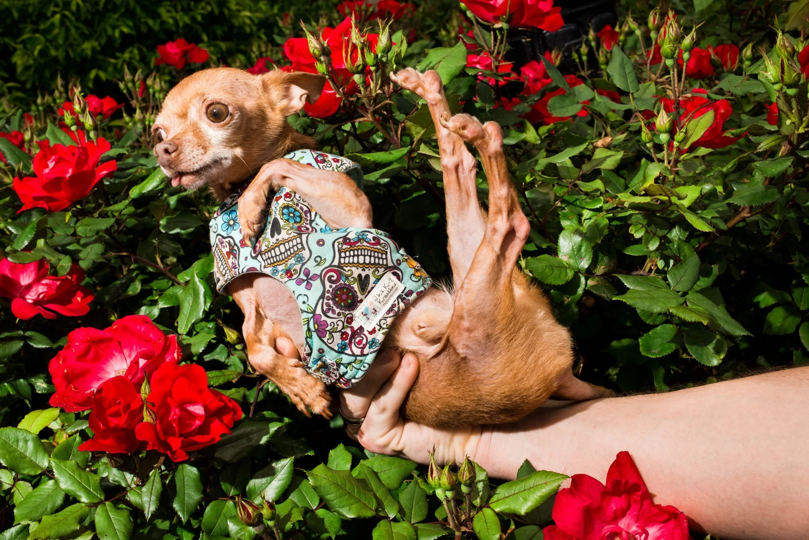 Mervin - 7 year old Chihuahua, Adopted from the ASPCA, he came into the shelter as an emaciated stray, had to have both back legs repaired and all of his teeth removed. He also is on a special prescription diet because he got a urinary blockage that ruptured his bladder. Today he is happy and healthy and has 46k followers on Instagram ( @mervinthechihuahua ).
