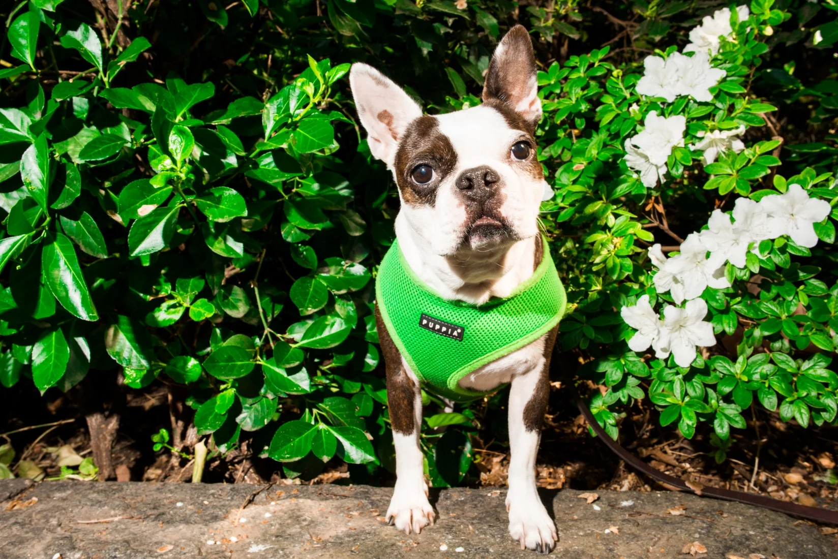 Abigail - 8 year old Boston Terrier, she is deaf and was rescued from a puppy mill where she was being used as a breed dog. She loves EVERY person she meets and will do anything for a treat or a belly rub. She also has an Instagram (@abigailthebosto…