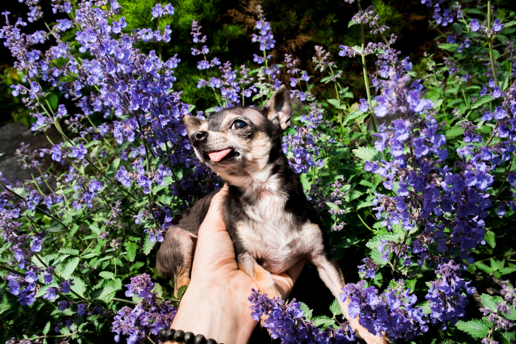 Jack - 9 year old Chihuahua, 4lbs, adopted from the ASPCA, he started as a foster but we decided to adopt him when we fell in love. At first Jack was a bit of a pest to the other dogs because he loved them all so much and would just follow them arou…