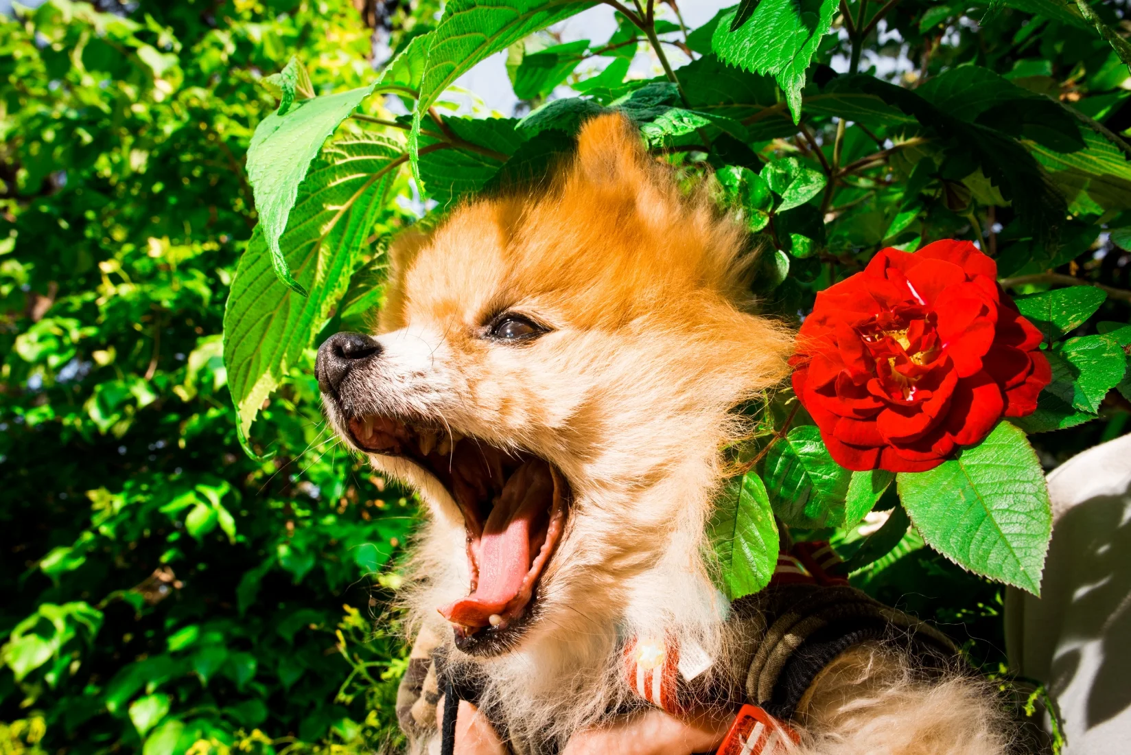 Moose - 13 year old Pomeranian, adopted from BARC shelter in Williamsburg. He is a sensitive but sweet old man. He was my first dog and first rescue.