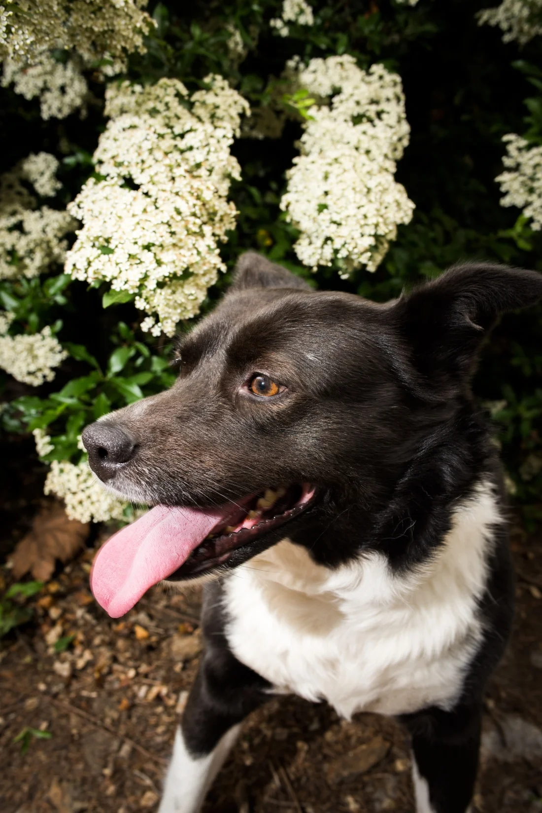 Minnie - 5 year old Border Collie mix, she is a very shy and sweet girl who was adopted through See Spot Rescued out of Jersey City. She came from a realy high kill shelter down in the south. She was a foster at first and then we fell in love, she a…