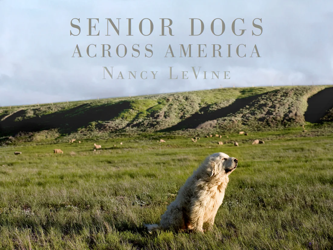 nancy levine senior dogs across america.jpg