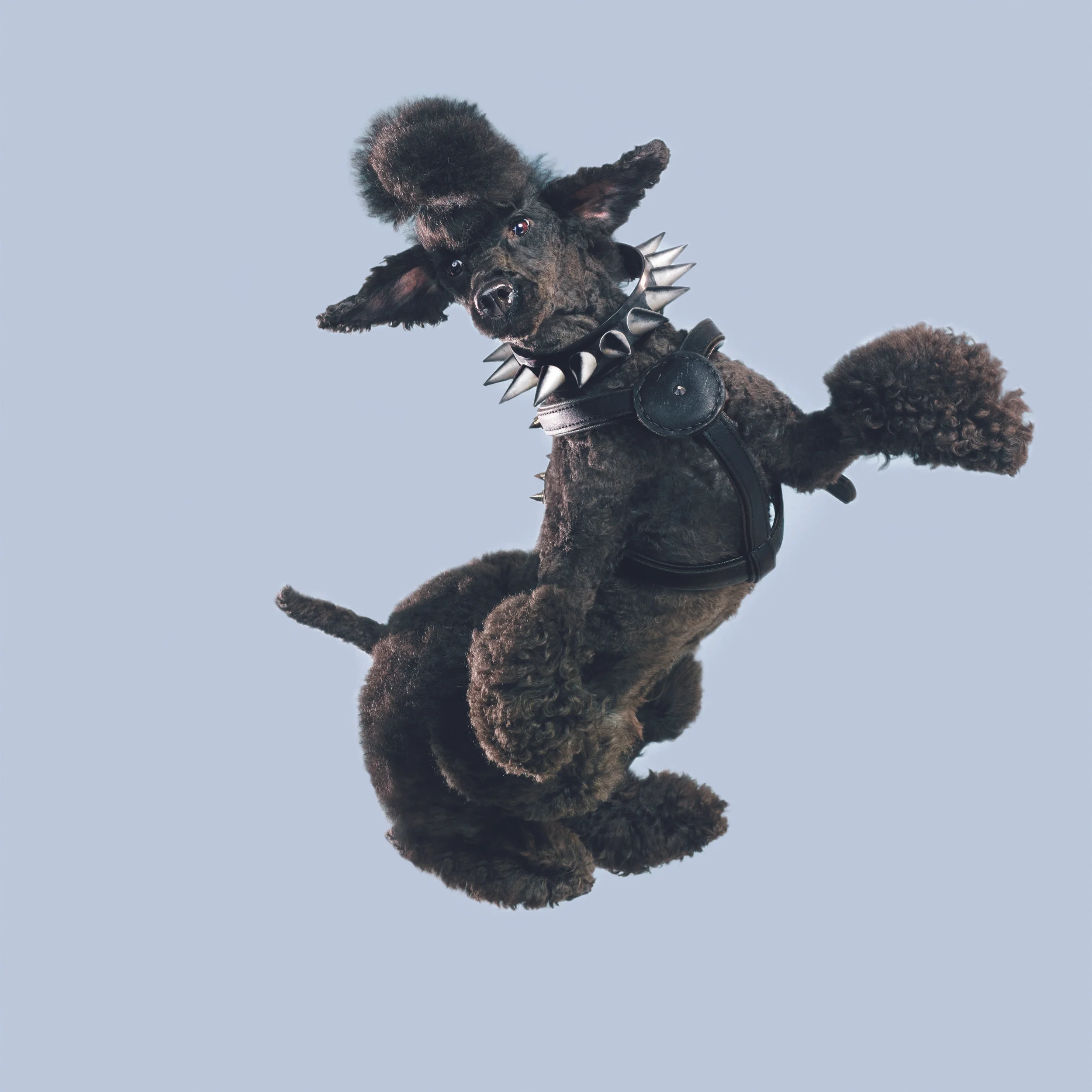 Flying Dogs Mrs Sizzle.jpg