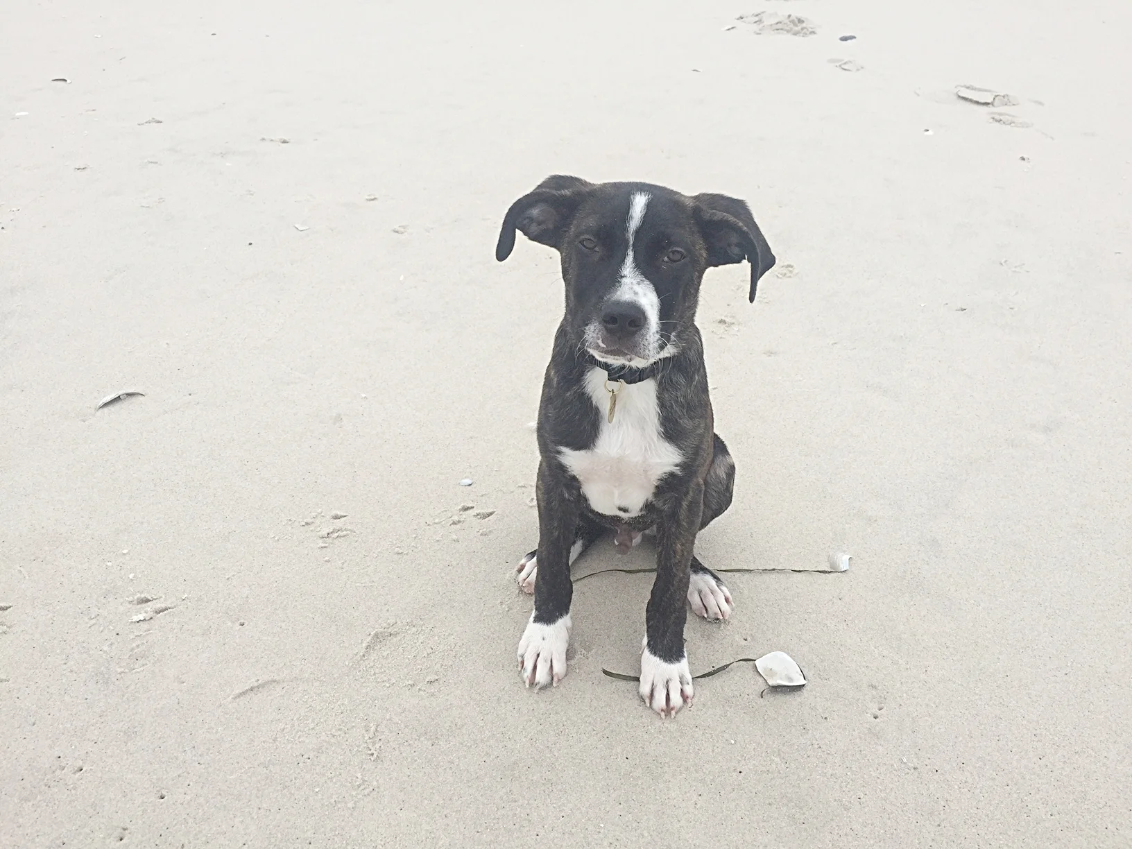 Tonto at the beach in Long Island