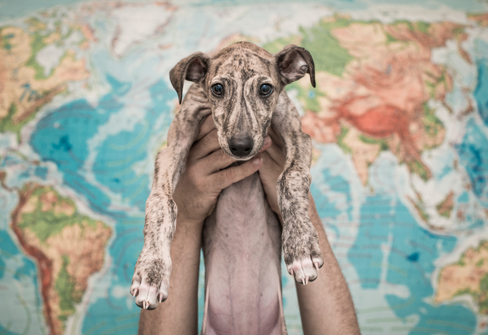 Hi, my name is Yeray López Portillo and I have been marching the hard and solitary lands of deep Spain for the past three years making a documentary about the Spanish sighthound, the Galgo.