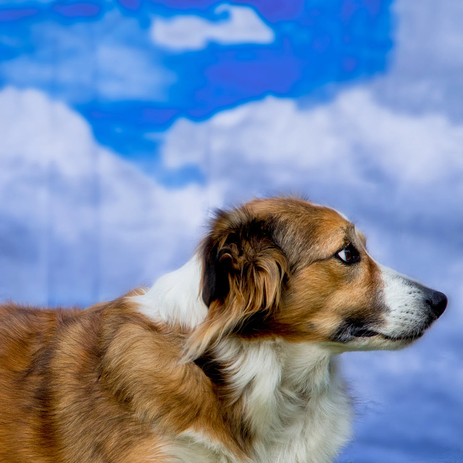 Ella, Nancy's dog
