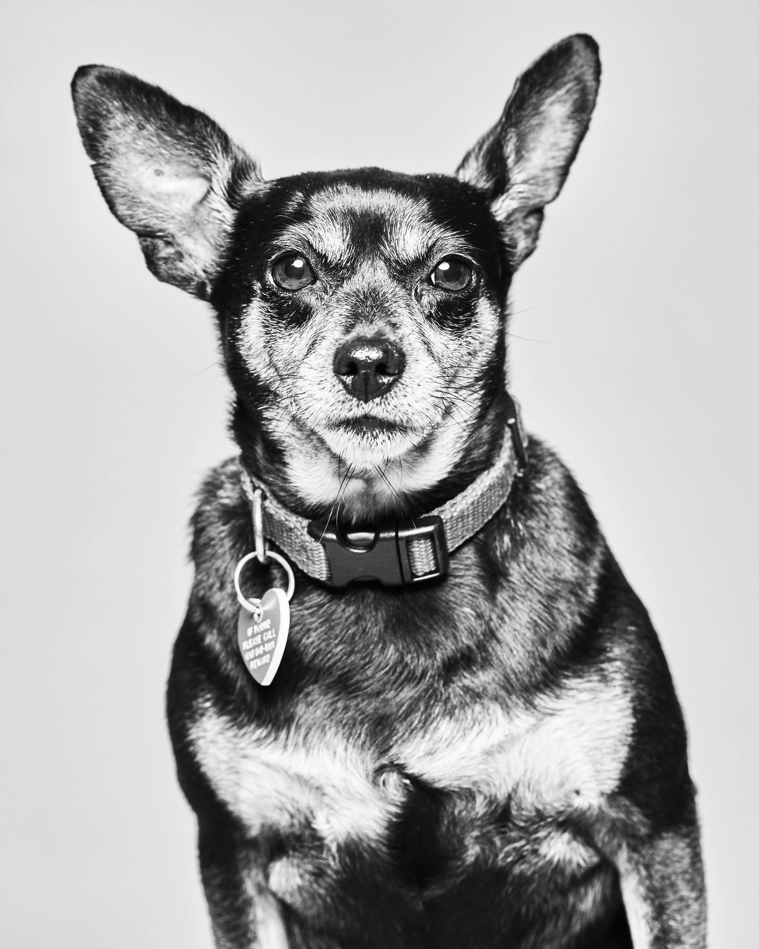 This 5 year old, 11 lb min pin mix quickly earned the nickname “Flirty Gertie” amongst all her friends. She doesn’t really care if you are a boy or a girl, she will fall in love with you and think you’re perfect just the way you are. She enjoys human and canine companionship and is easy to befriend. Once she gets to know you she will let you take it up a notch and pick her up and may even insist on a doggie massage. Any respectful girl wants to get to know a person before she gets too close.