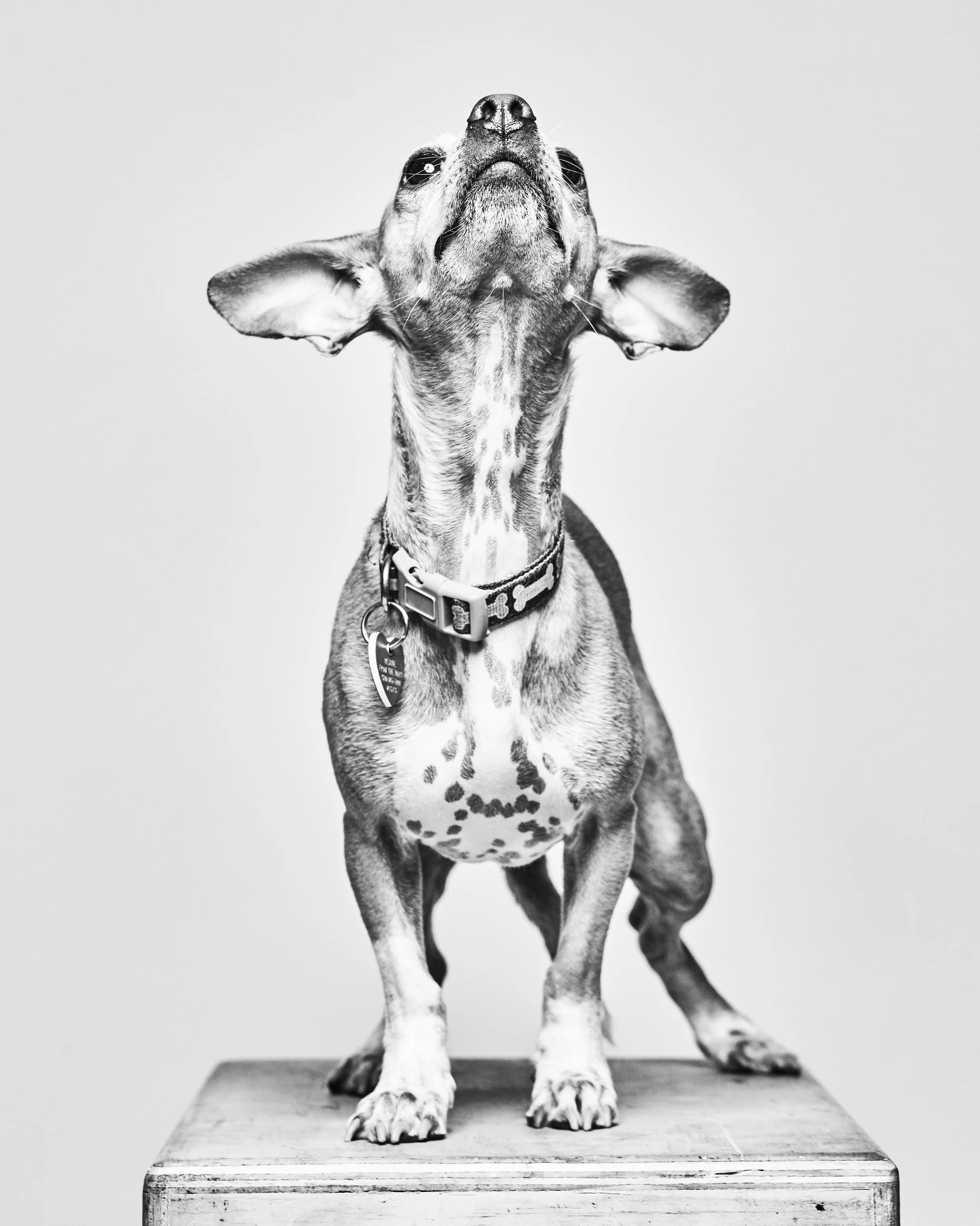 This two year old Chiweeni (chihuahua doxie mix) is as lovable as he is long. He bonds quickly to all he meets and has even learned to leap into the arms of his foster dad. . He loves to cuddle and sneak kisses in between playing with his furry companions. Leo's ideal home would have his human around a lot as he can get lonely easily. His idea of a perfect day would go something like this: wake up, kiss human, eat a bit, kiss human, cuddle human, play a bit, kiss human, walk a bit, kiss human, romp a bit, kiss human, eat, kiss human…ok, you’re getting the picture.