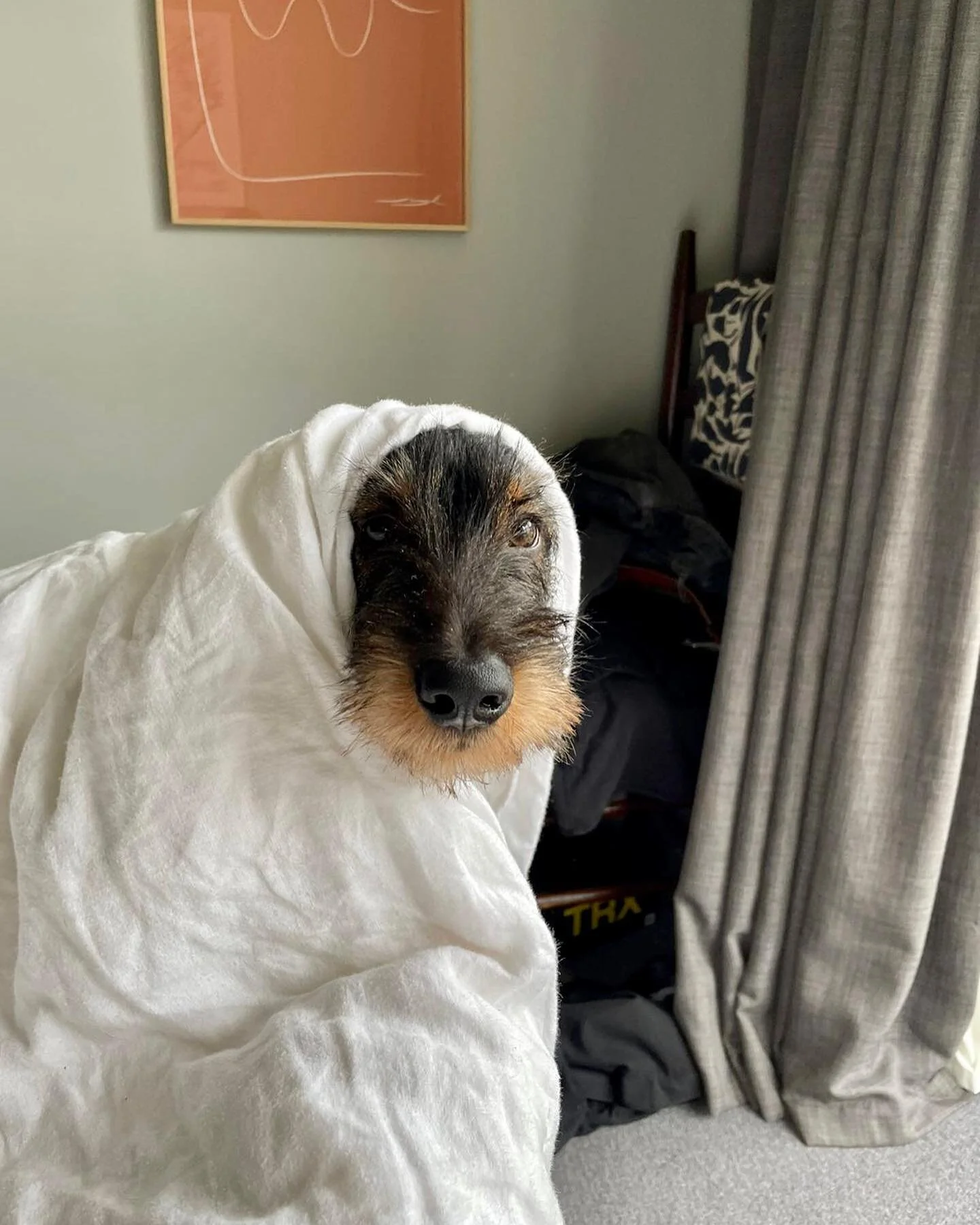 Mother Theresa? #woof