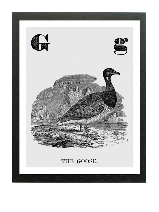 The goose illustration print 14x11in .jpg