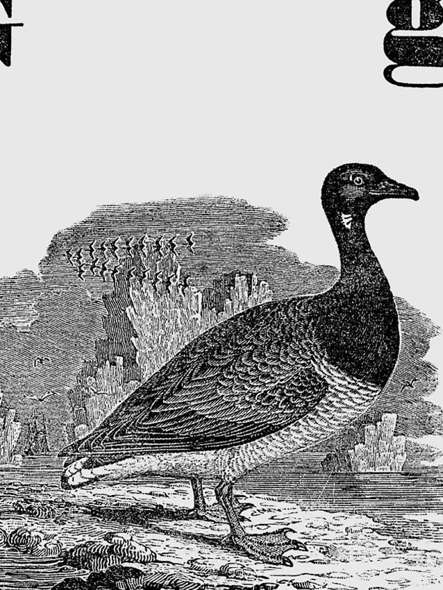 The goose print detail.jpg