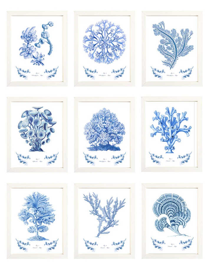 coleccion de 9 laminas con corales y algas azules.jpg
