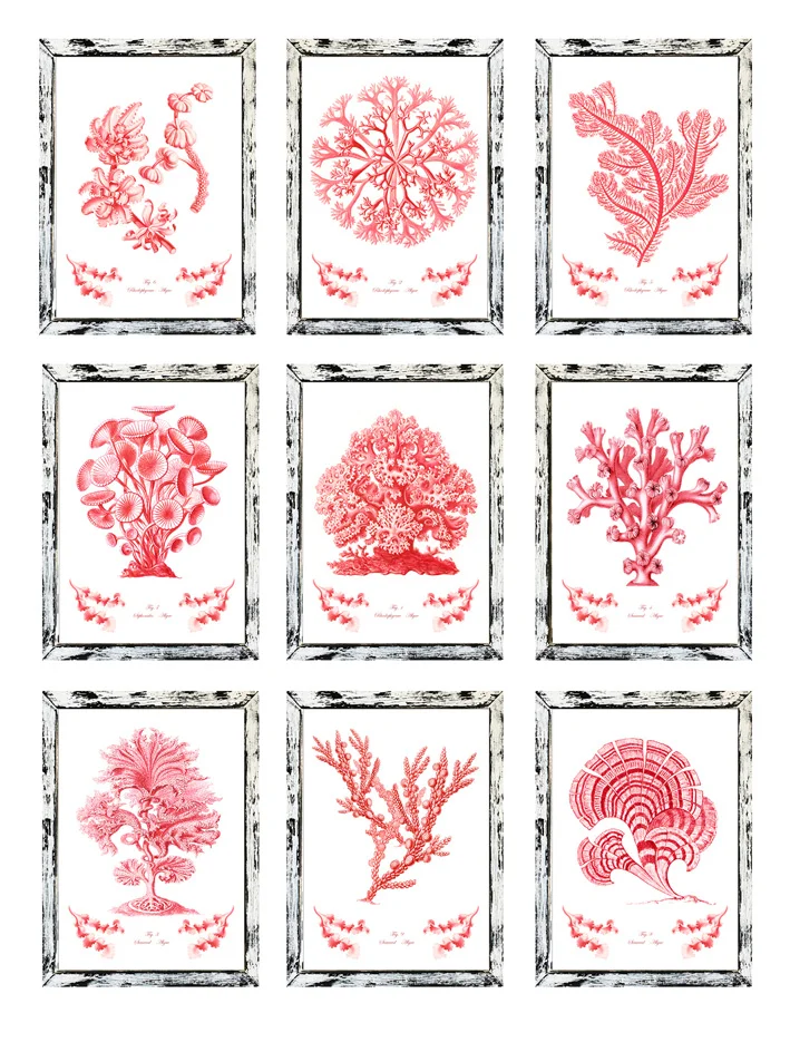set de 9 laminas con corales rojos.jpg