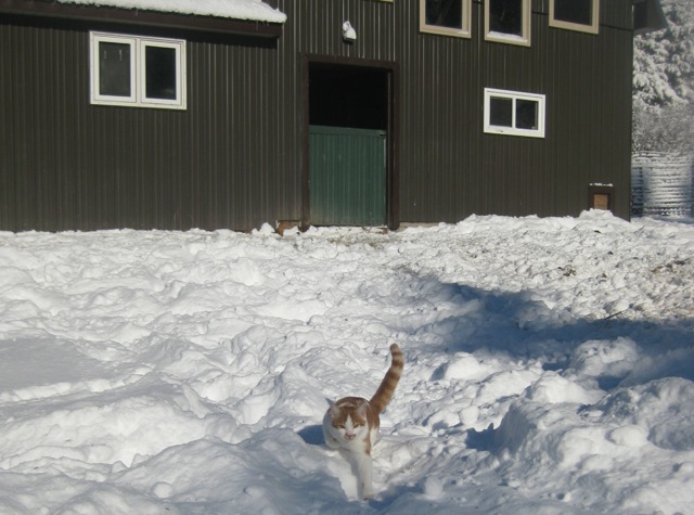 Seven, the Cat.