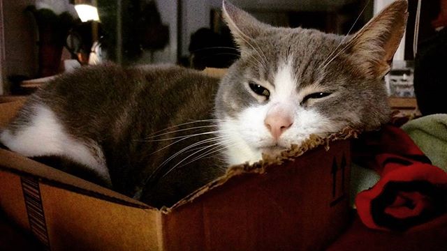 Cat, IN a box. Goodnight lovelies all is well #catinabox #peace #love #pussypower #humanelywild #kindness #worldpeace #paz #whirledpeas #participate #relax #rest #eatwell #sleepwell #wellness
