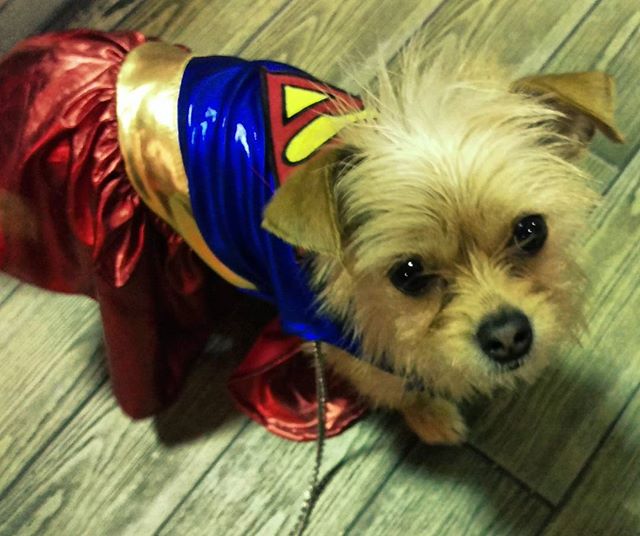 A friend &amp; her cat gifted my supergirl her first costumes... #omg #dogsofig #holycow #terriersofinstagram #chihuahuasofinstagram#marvel #humanelywild #innocence #thatcape