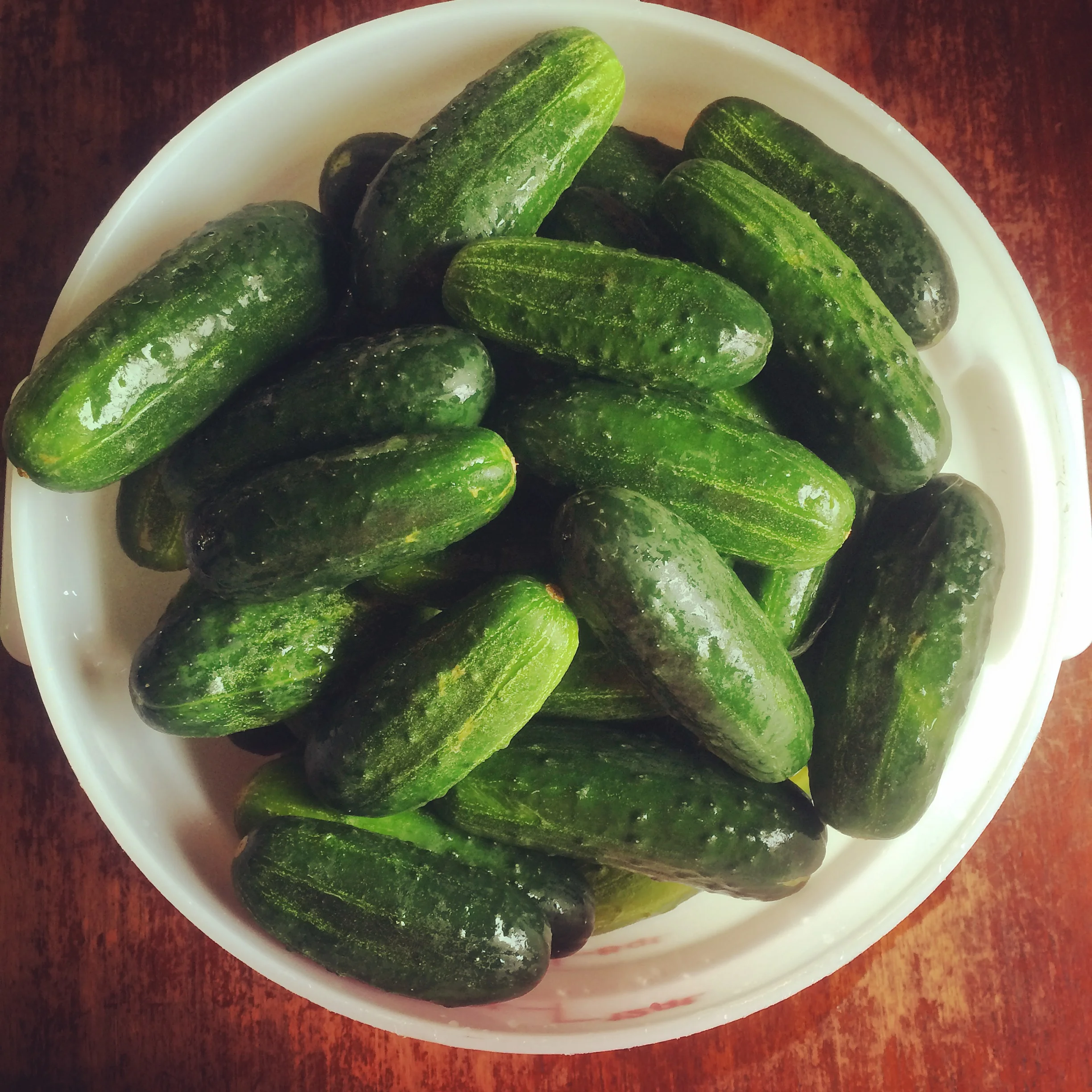 PicklingCukes.jpg