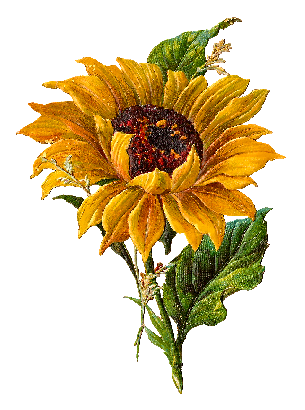 Sunflower.png