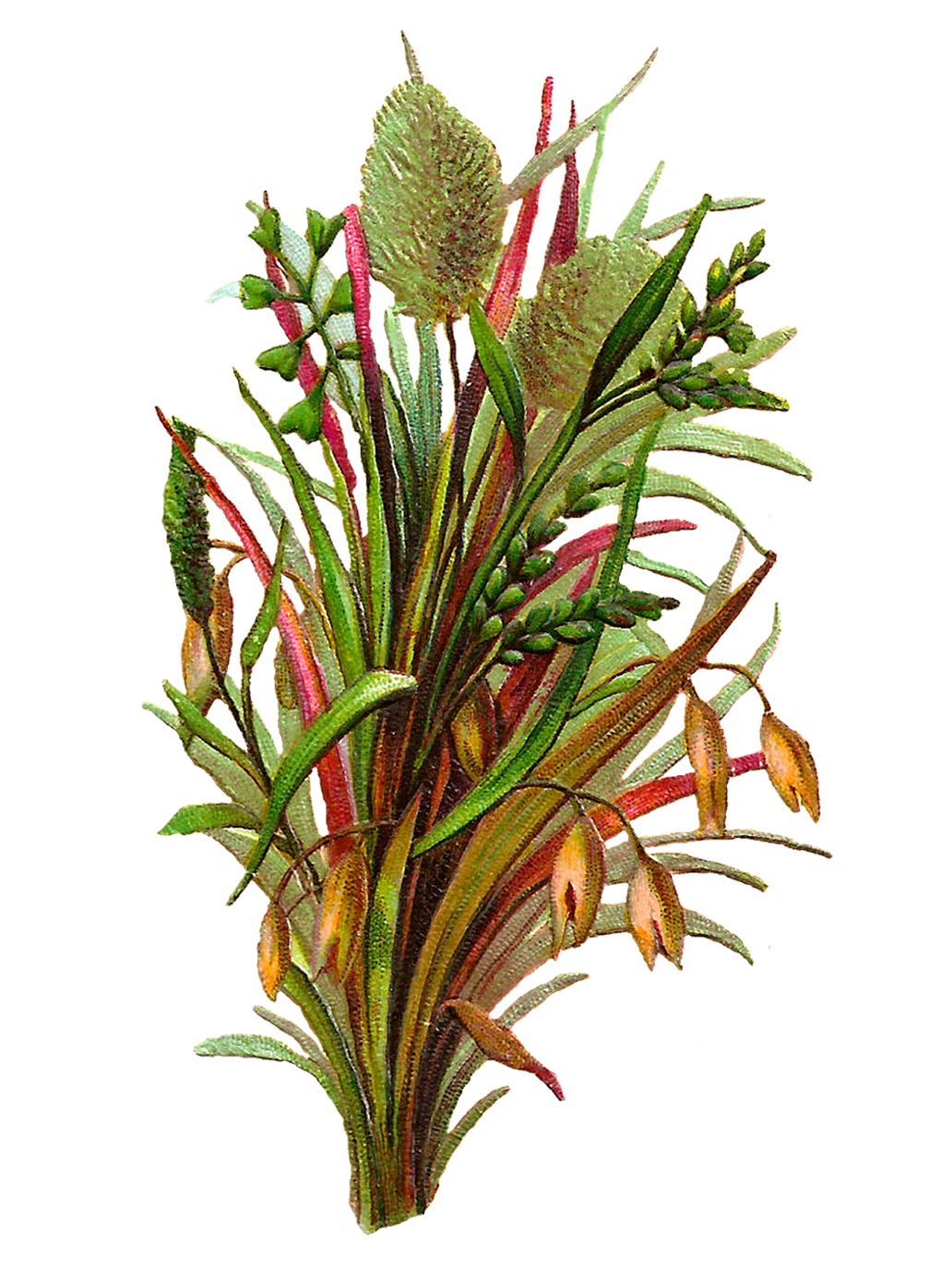 Herbs.png