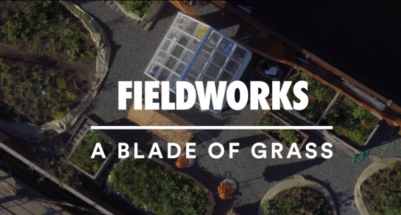 A Blade of Grass - FIELDWORKS