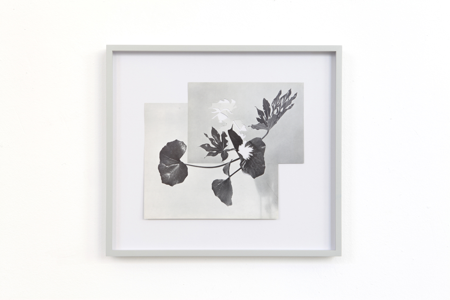   Shape/ nashi , 2014, paper, glue, 27,5 x 30,6cm 