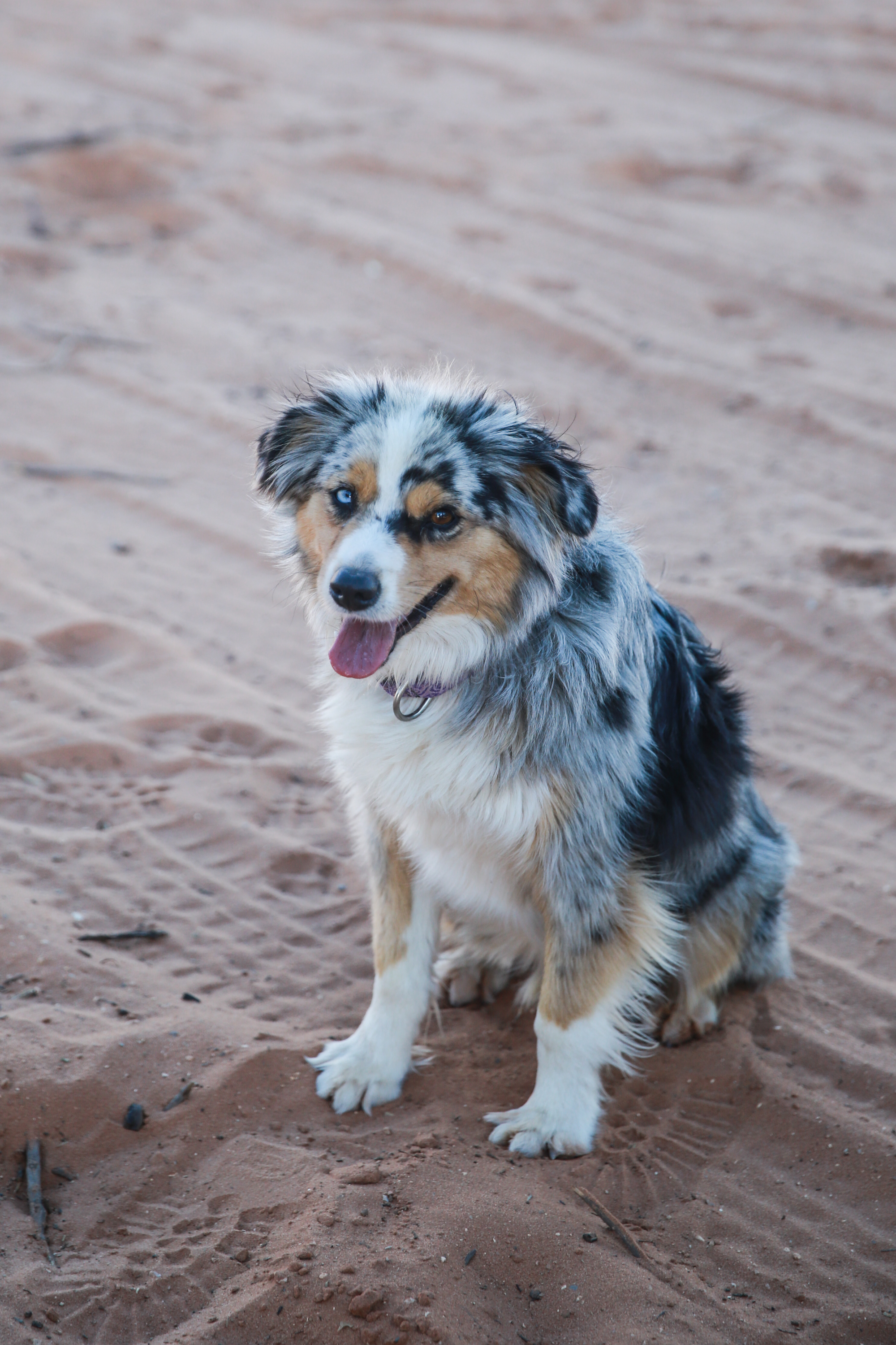 I can't remember this little feller's name, but he ran around us having a grand 'ole time chasing jackrabbits through the desert. I loved his eyes. 