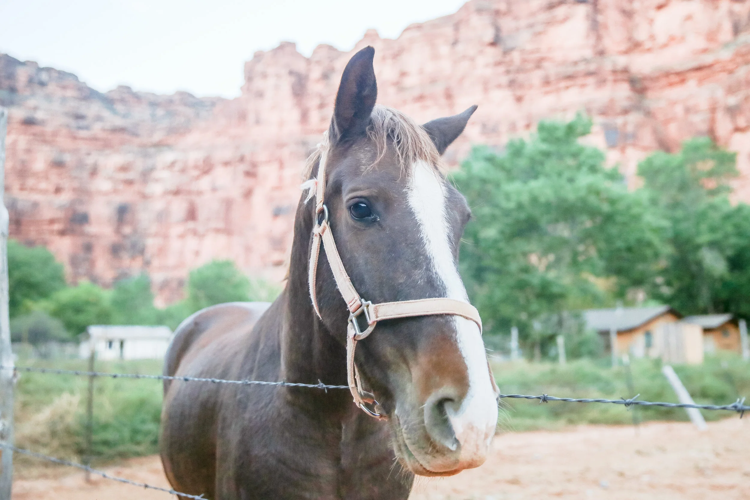 I wanted to take this cutie home with me. Every time we see a horse, Benny can't help but ask "Why the long face?" heheheh