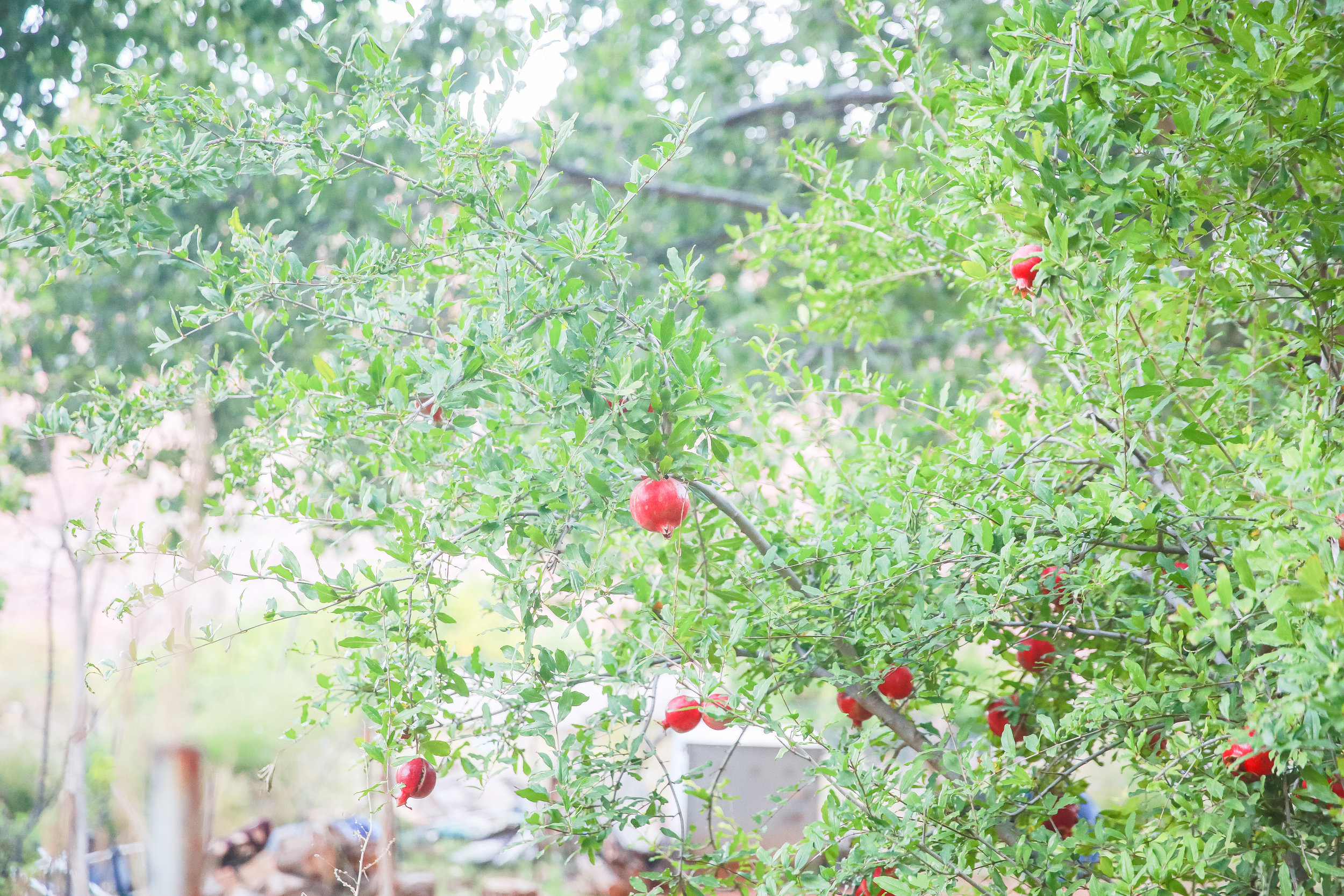 Pomegranate trees!