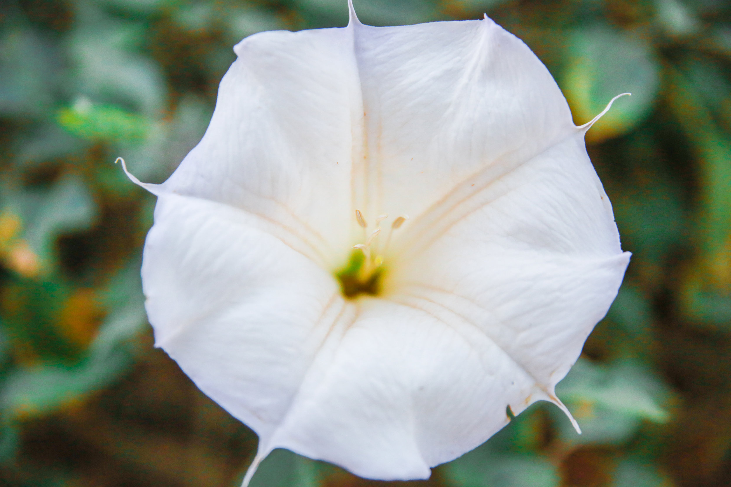 Now while this just looks like a pretty white flower, it is actually extremely poisonous and hallucinogenic. Called the Sacred Datura- it's not something you ever want to pluck and put in your hair or give to your sweetie! (well unless you're really really REALLY mad at them tee hee) 