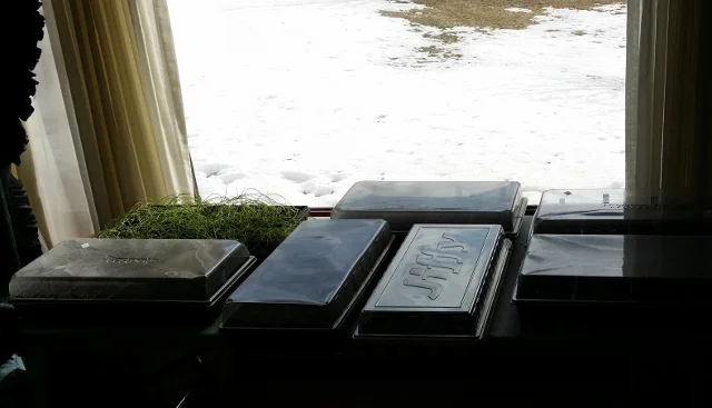 Onion seedlings in the upper left and other seedlings that are just beginning to germinate. I will be improving my seed starting environment in 2016. The window no longer provides enough light because of a hemlock tree that now blocks most of the sunlight.